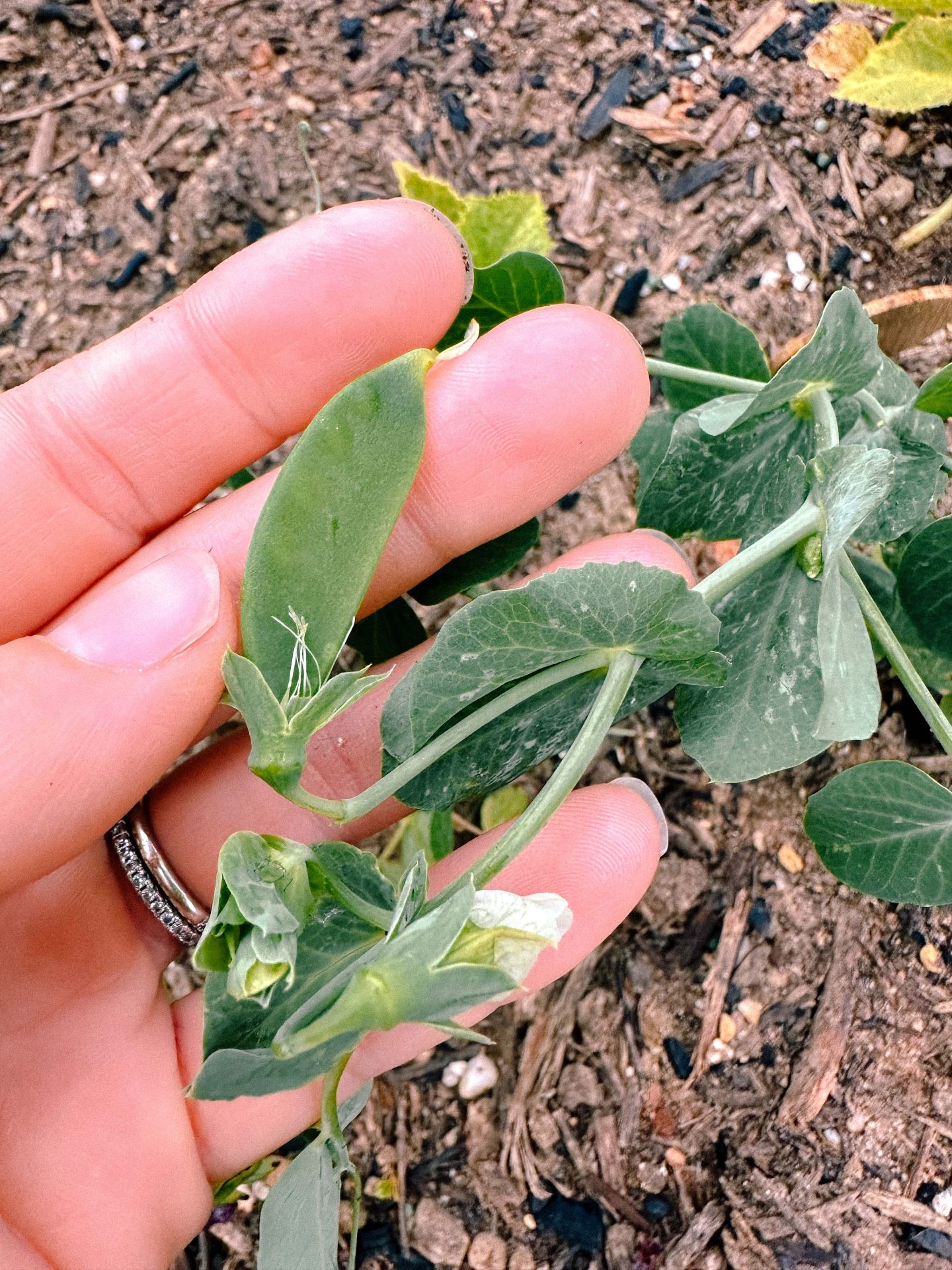 peas, garden growing, 